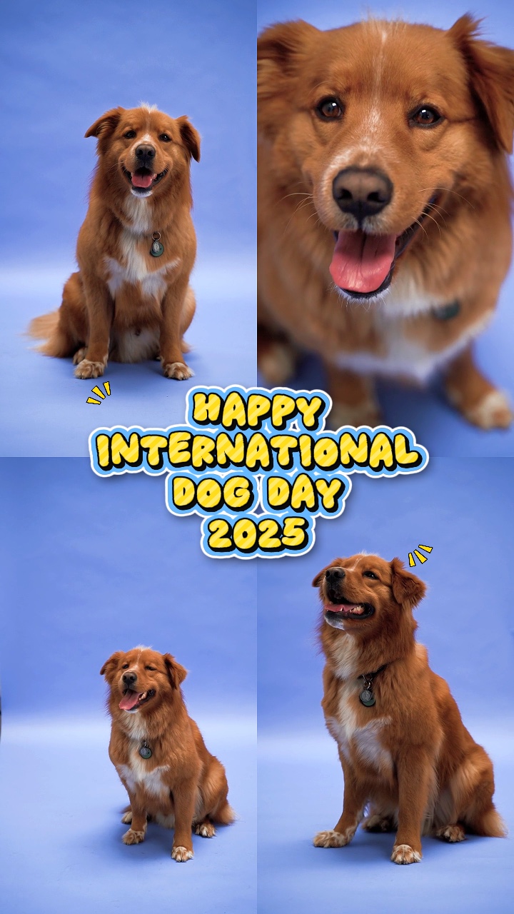 Dünya Köpek Günü