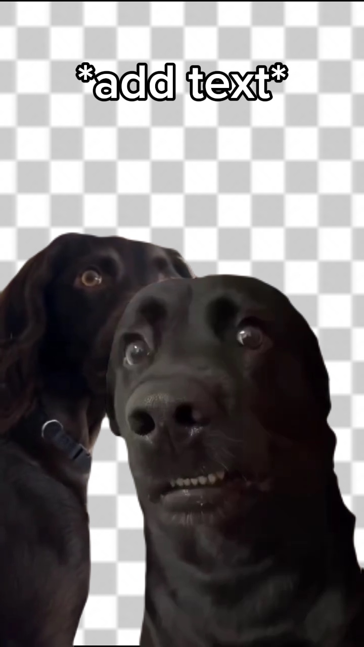 Hund Meme