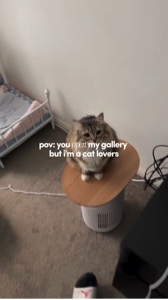 Cat Lovers