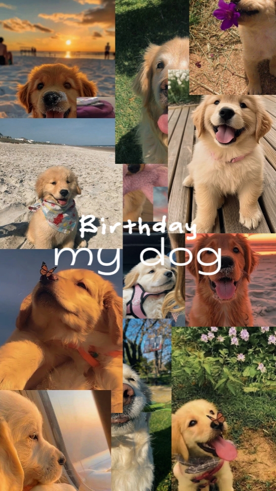 Perro de cumpleaños