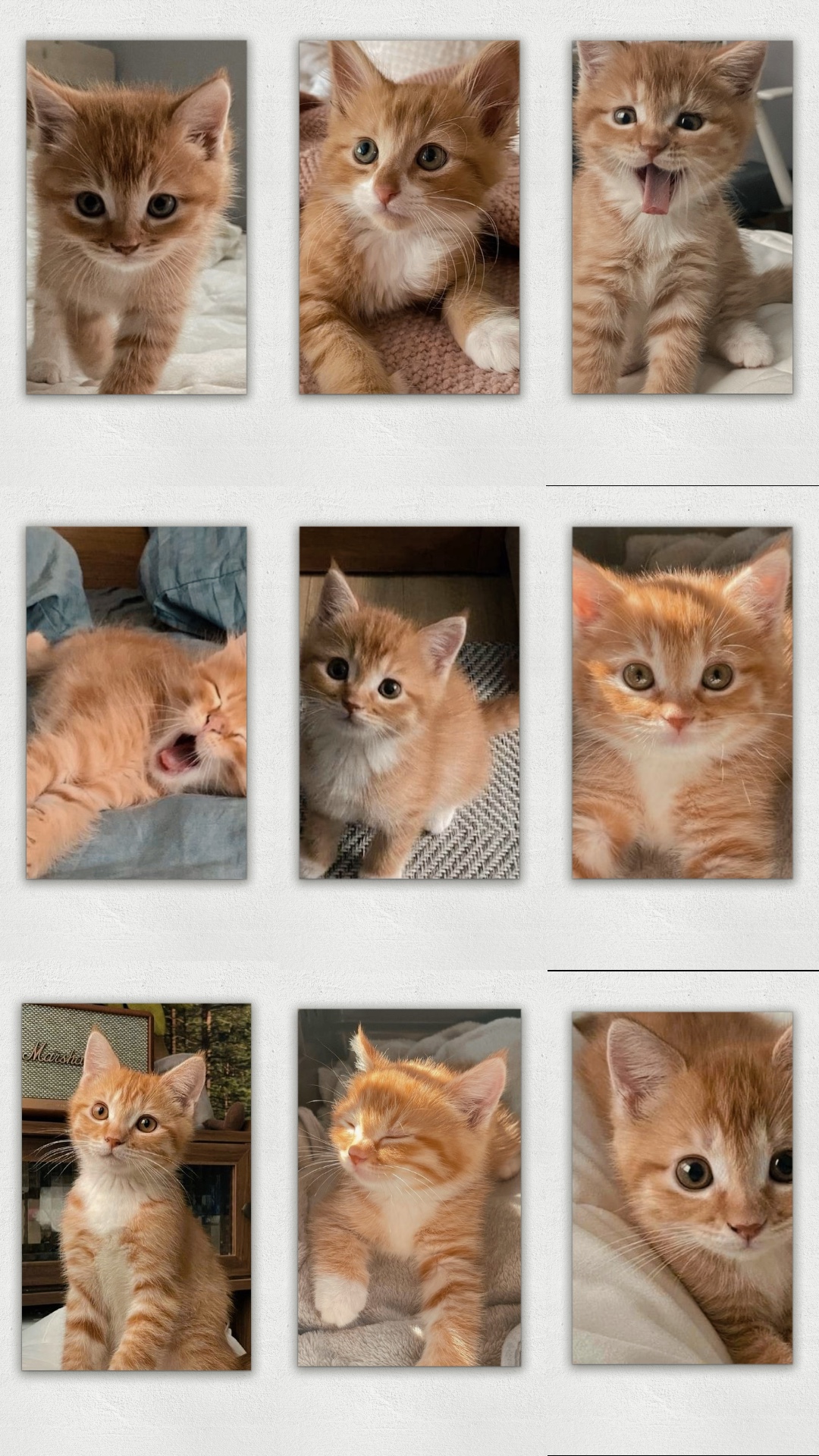 Cat lovers 