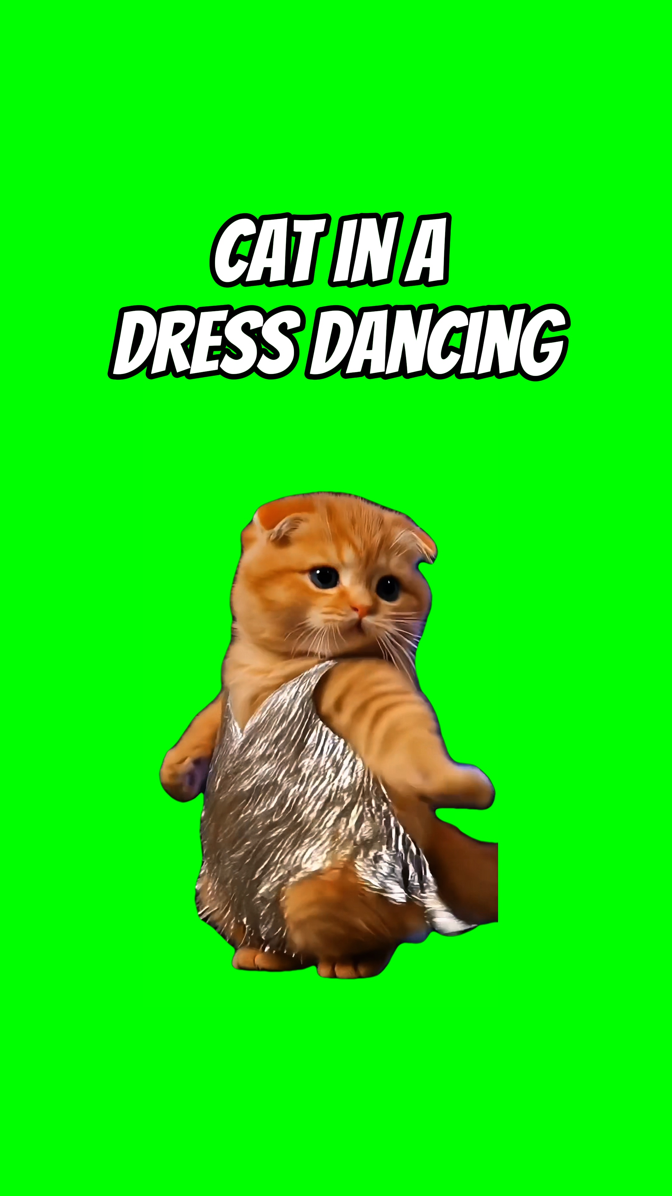 Chat en robe dansant