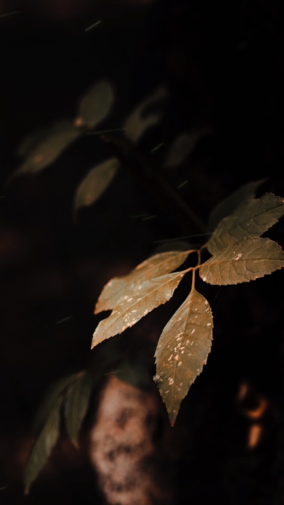 Cinematic Nature 