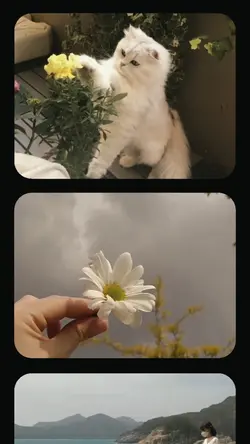 PHOTO ROLL