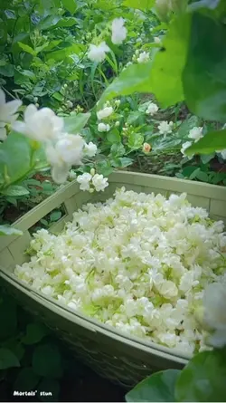 ☁️🌿🌿☁️🌸