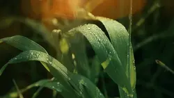8 Videos Cinematic