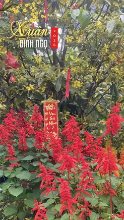 Tết Bính Ngọ 2026