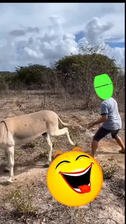 Template trending 