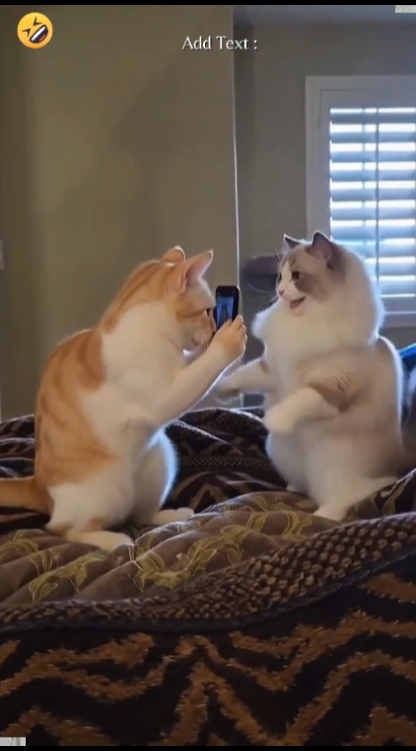 Tendência De Gato De Dança