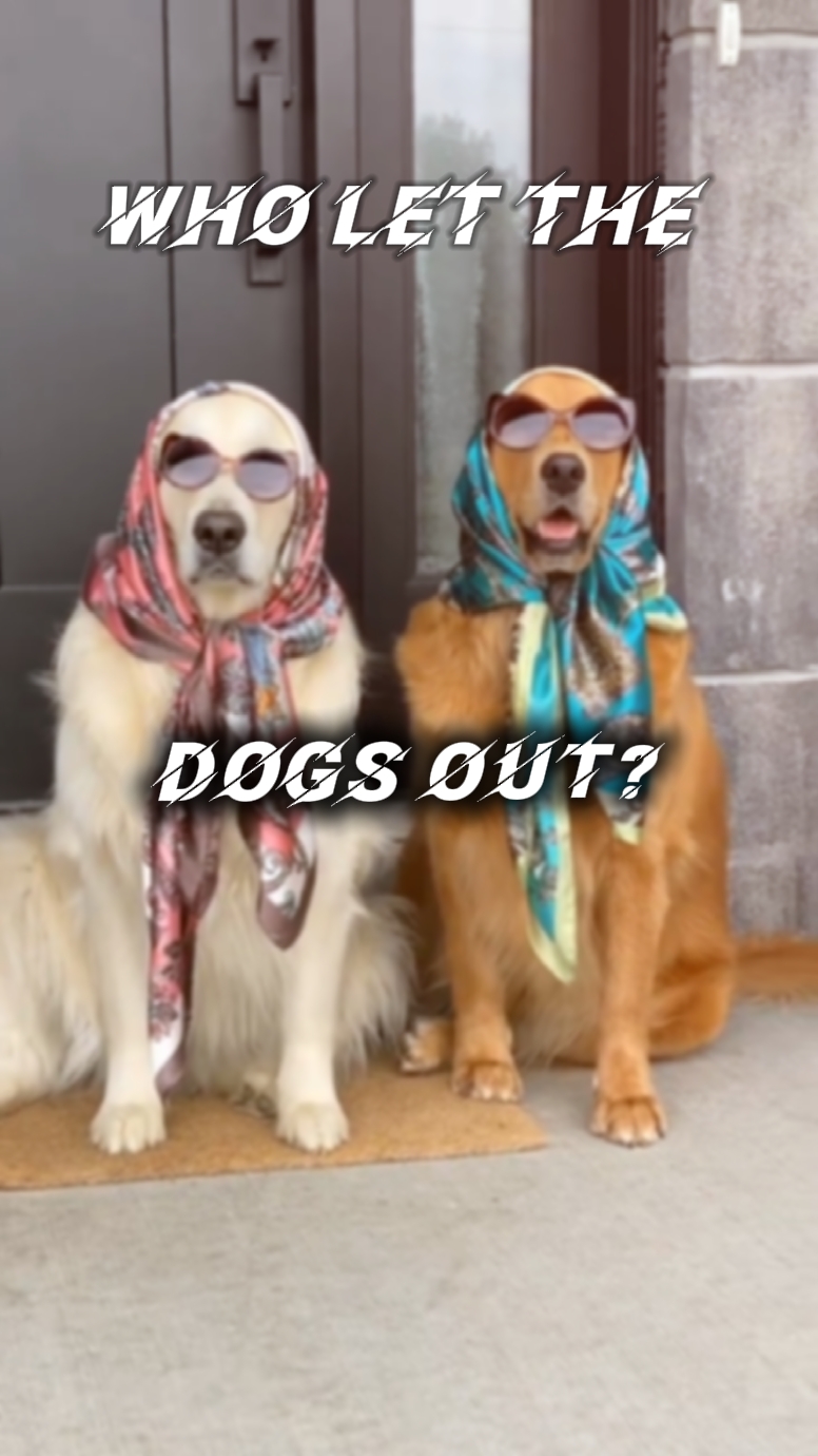 Quem soltou os cachorros