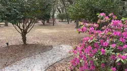 Camellia garden