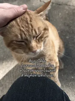 สัญญาได้มั้ย
