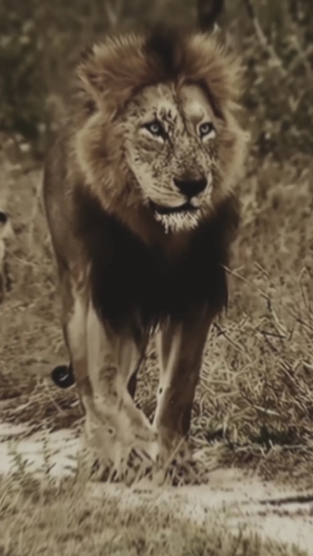 تسجيل دخول اسد Lion