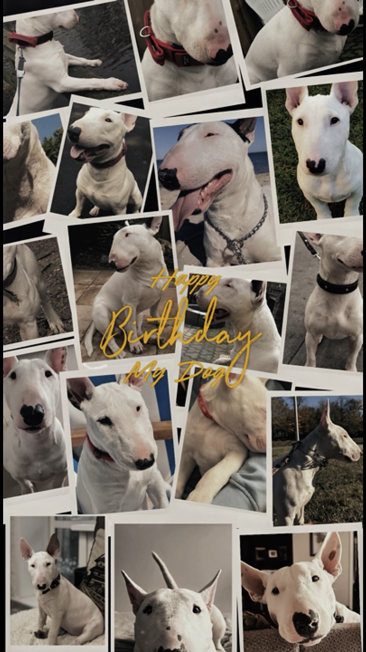 Happy birthday dog 