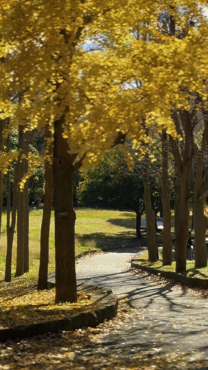 Hojas de otoño