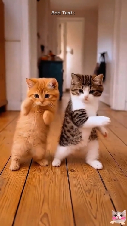 Tendência De Gato