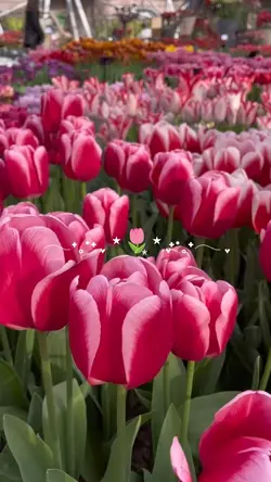 Tulips