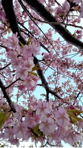 Kawazu Sakura