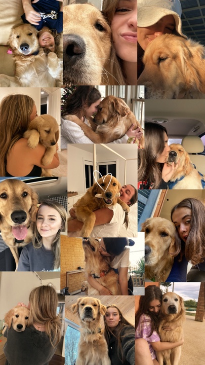 Meus animais de estimação 
