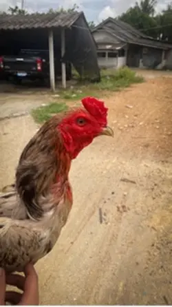 ไก่ชน