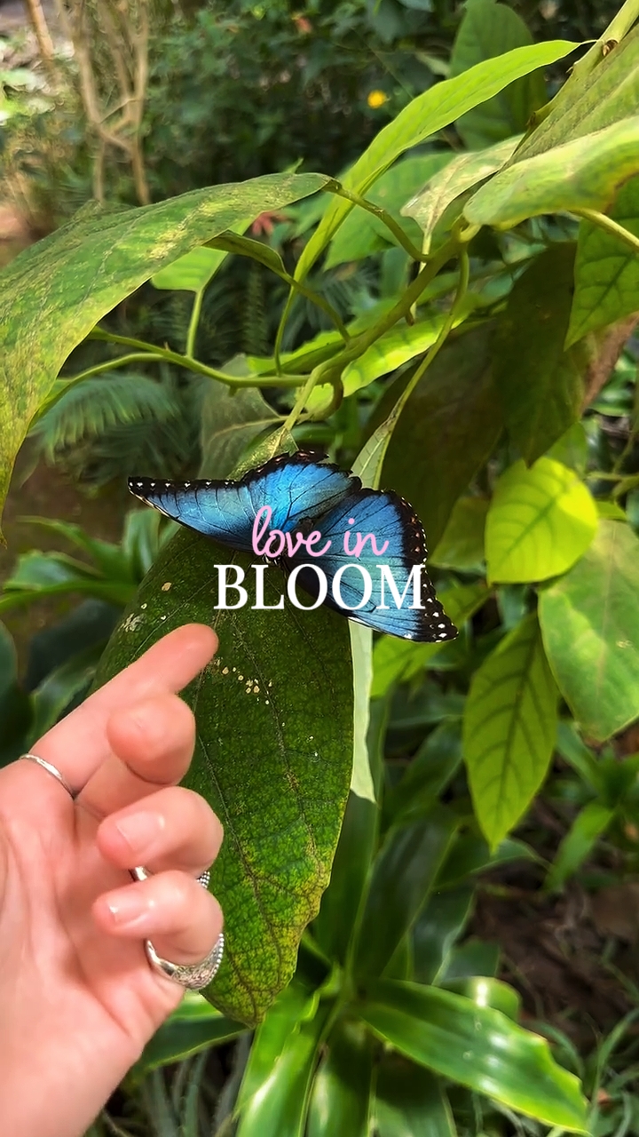 Amor em flor