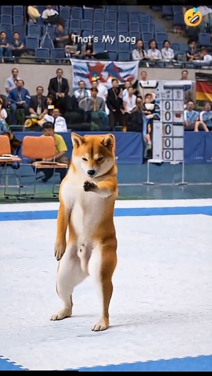 Cão de Karatê. ADICIONAR TEXTO