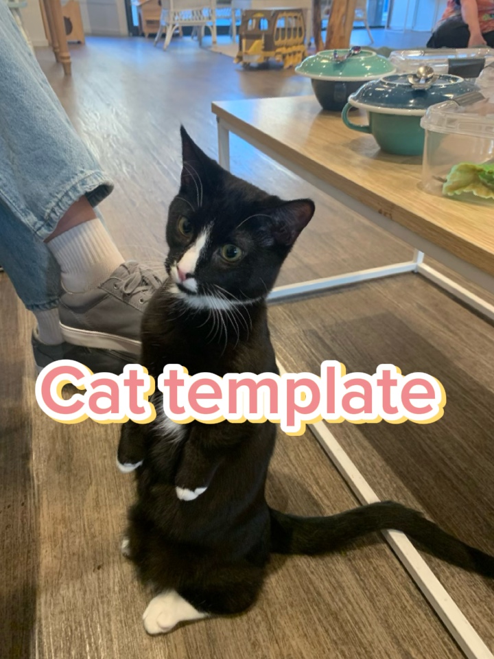 Modelo de gato 