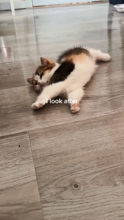 chat