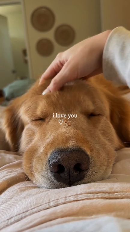Te amo mi perro 