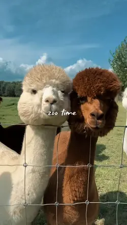 zoo time