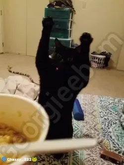 Cats ramen!