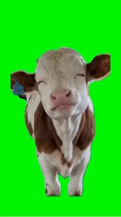 Cow 