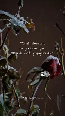 Yeni Şablon