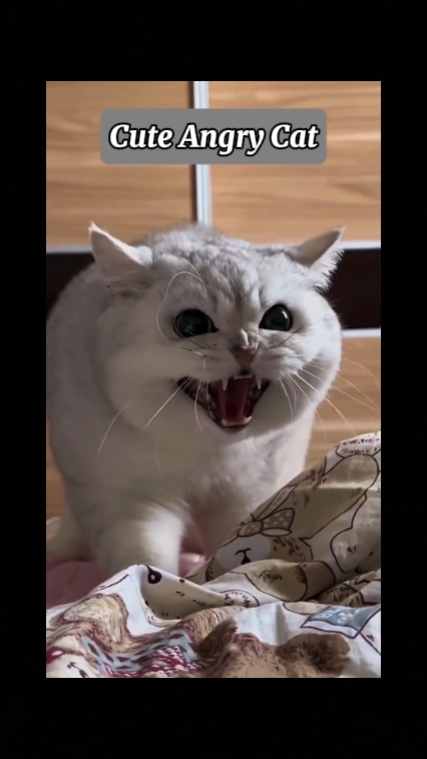 Gato Fofo Com Raiva