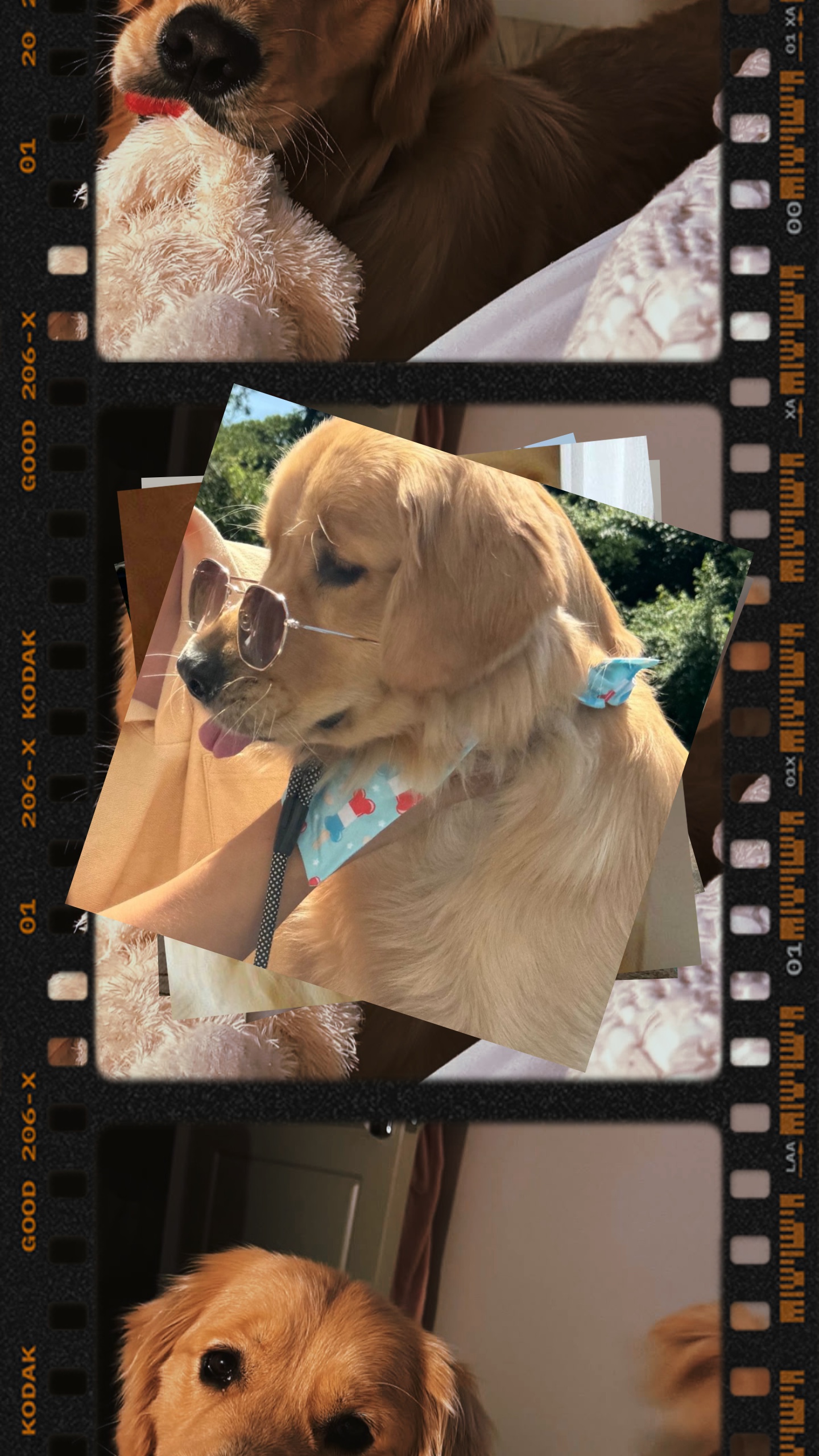 Mon chien PhotoDump