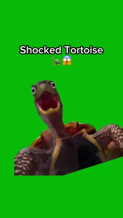 Shocked Tortoise 🐢