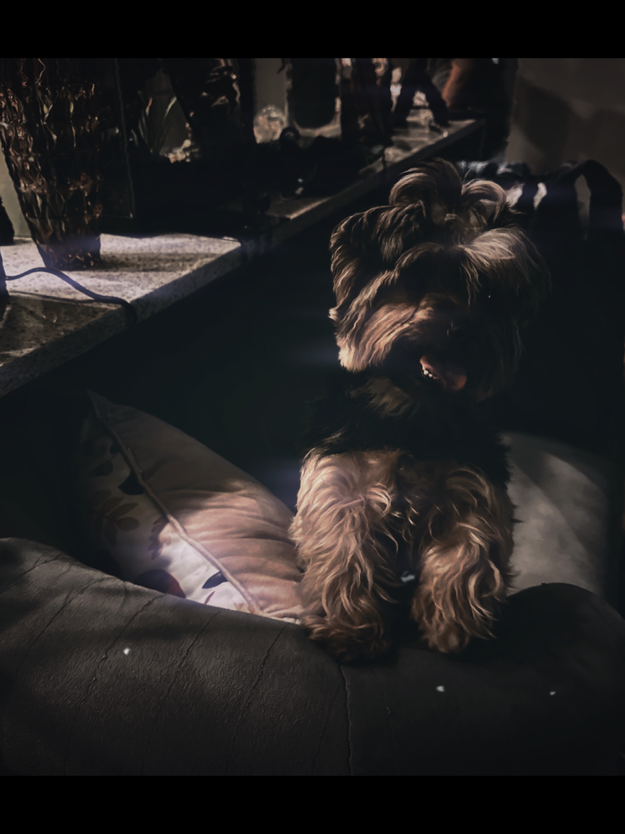 Hund