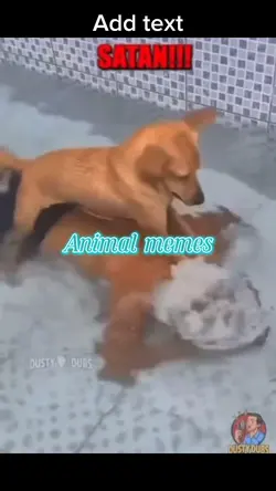 Animal meme