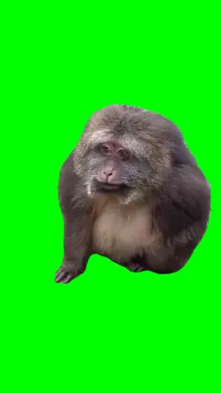 SMILLING MONKEY