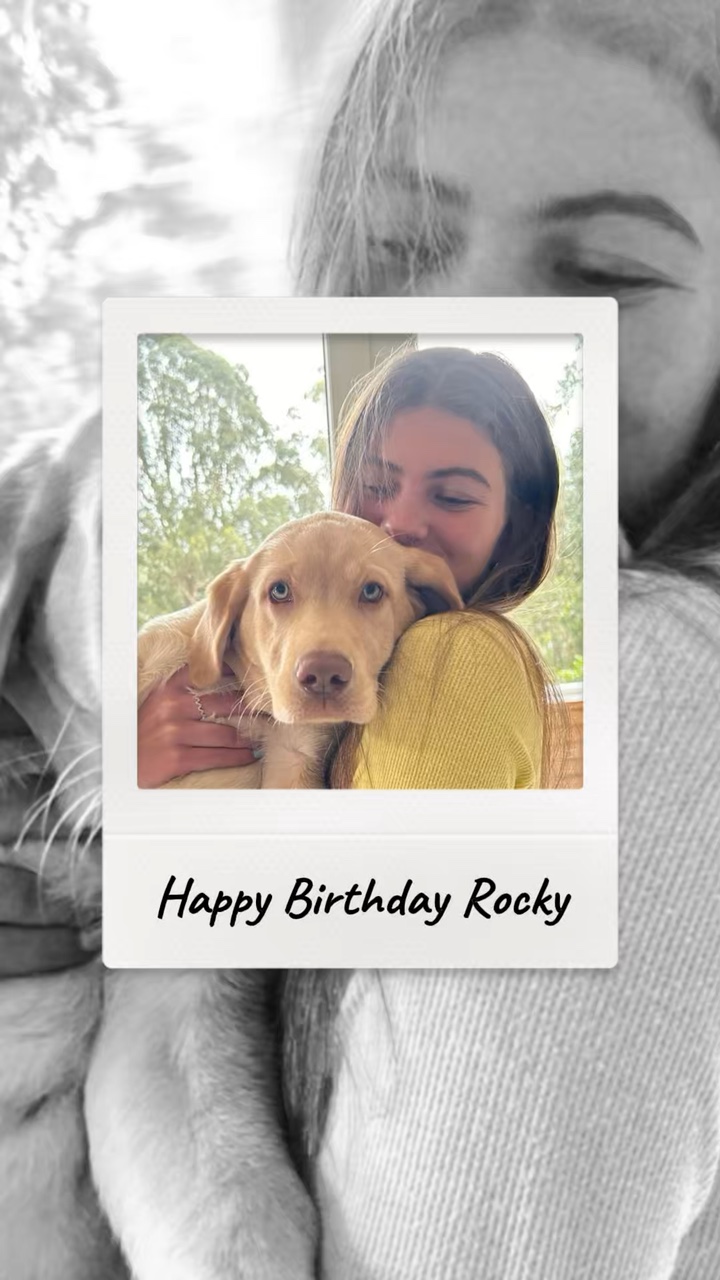 Birthday dog