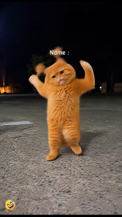 Lustige Katze