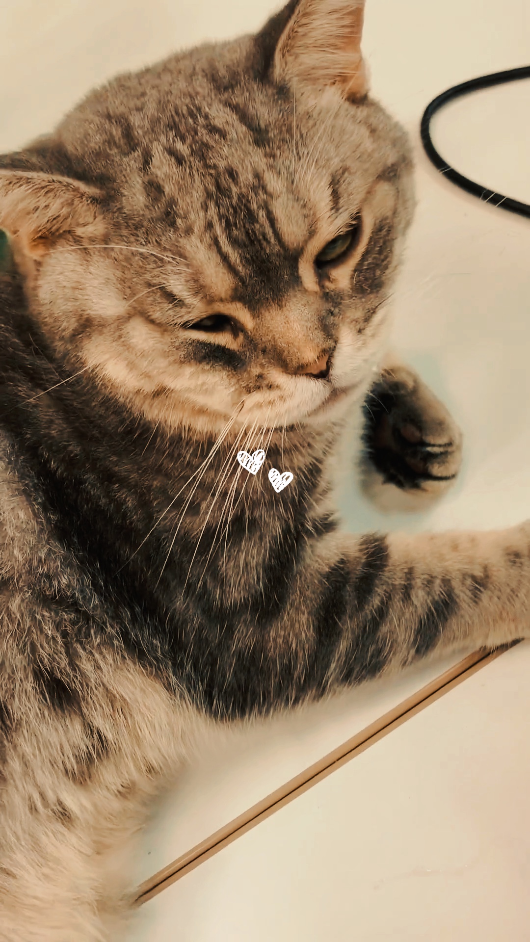 Katzengeschichte