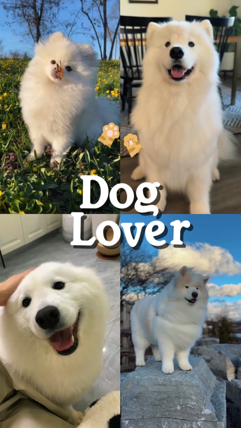 amoureux des chiens
