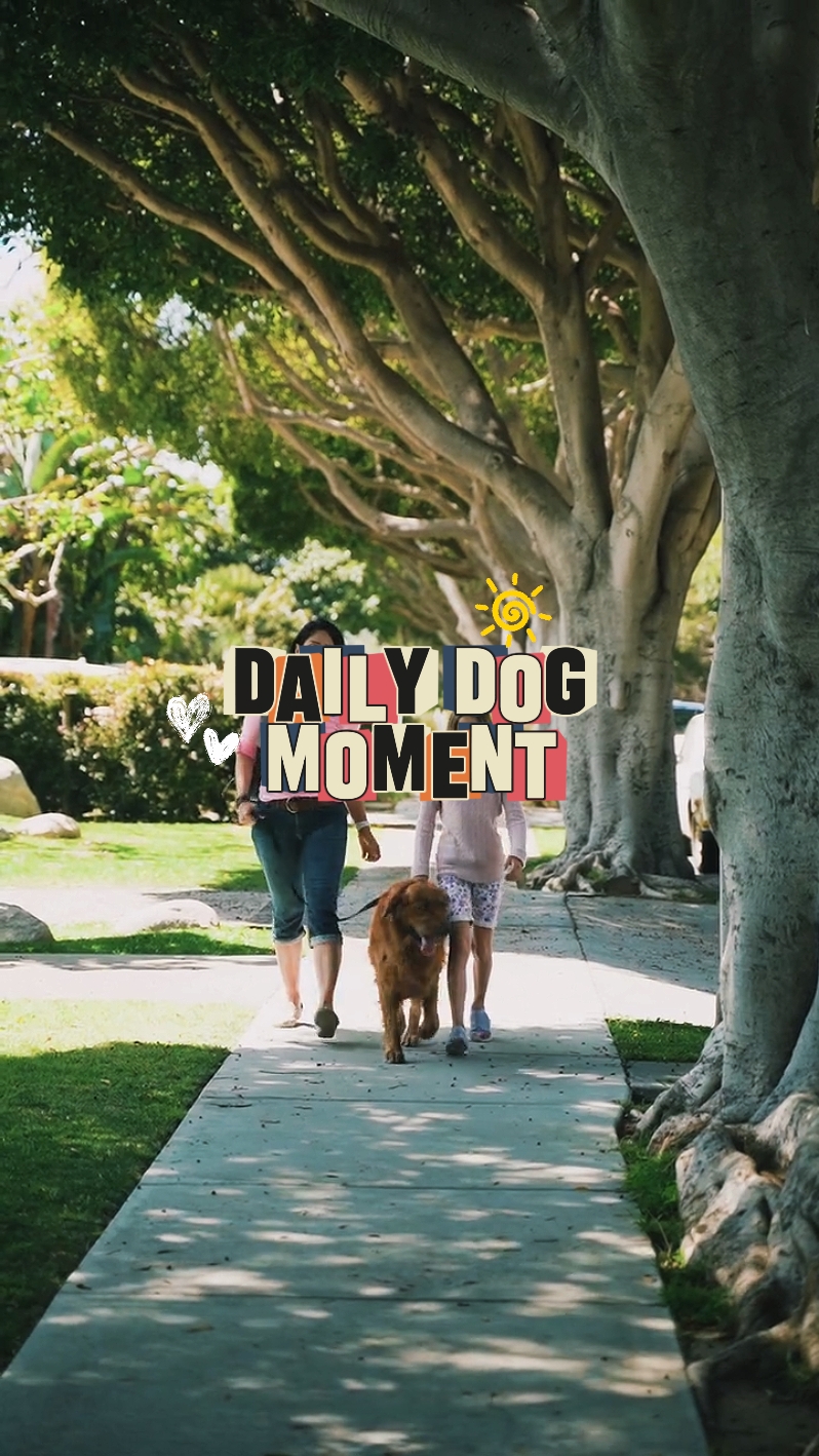 MOMENT DE CHIEN QUOTIDIEN
