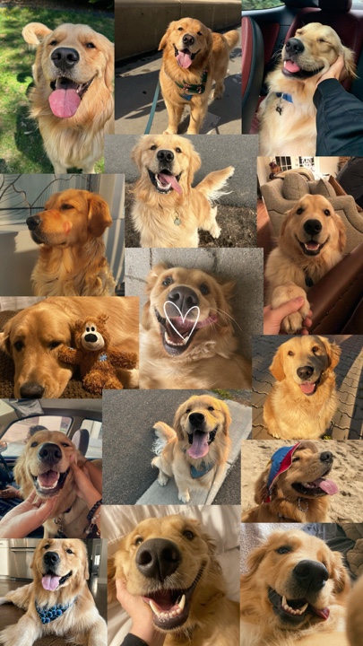 My pets 