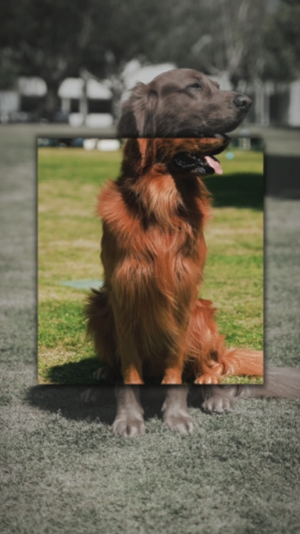 köpek 4 şablonu 