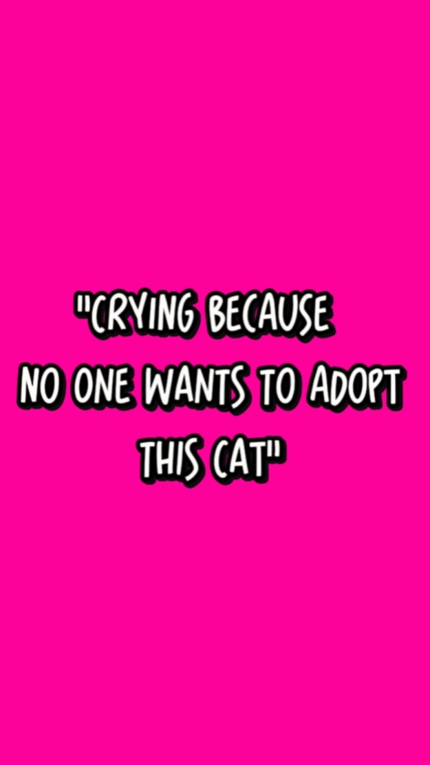 Adopción de gatos por favor