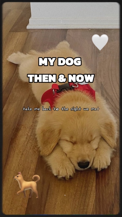 Mi perro entonces y ahora