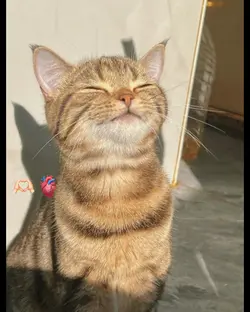 KEDİLERHAYATIMOLMUŞ