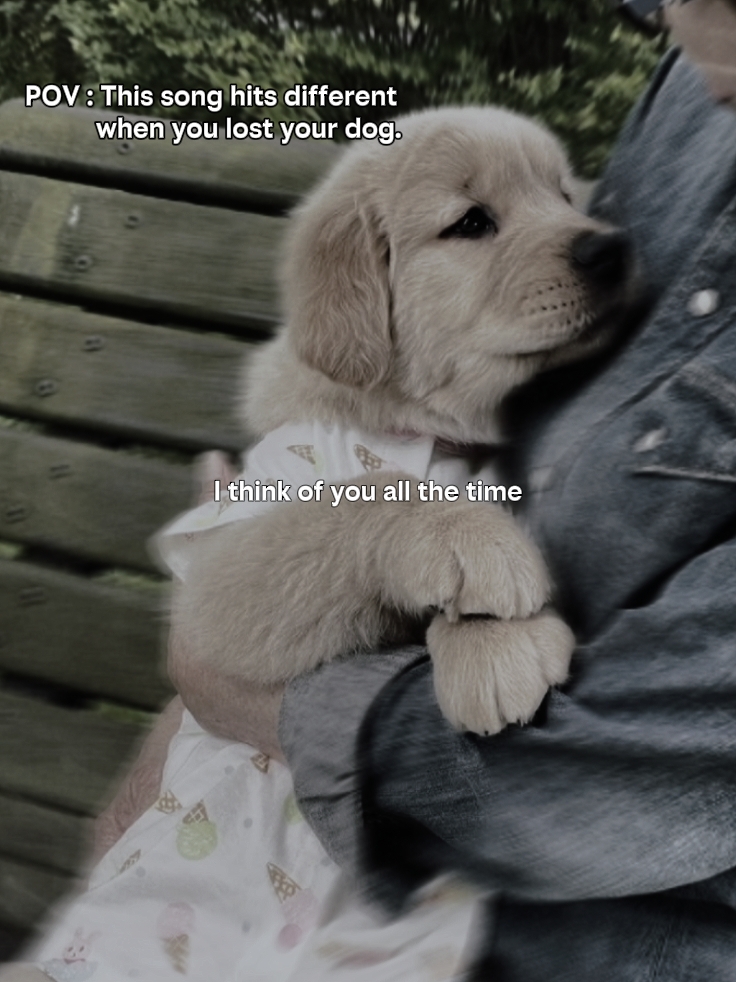 Te Extraño Mi Perro
